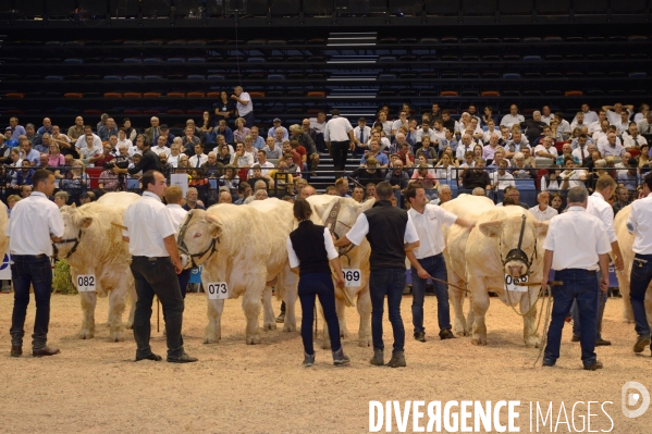 Fête du Charolais