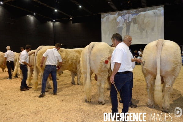 Fête du Charolais