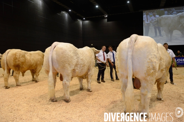 Fête du Charolais