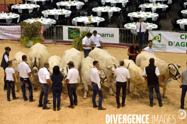 Fête du Charolais