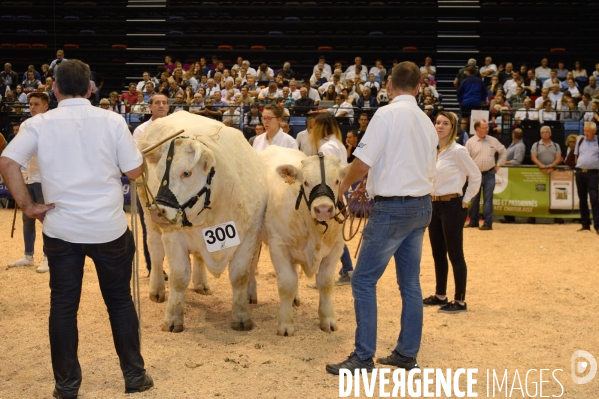 Fête du Charolais