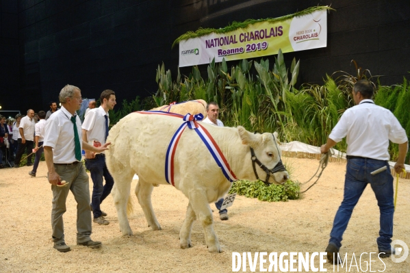 Fête du Charolais