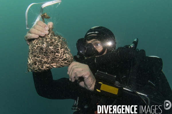 Plongeur biologiste avec un echantillon