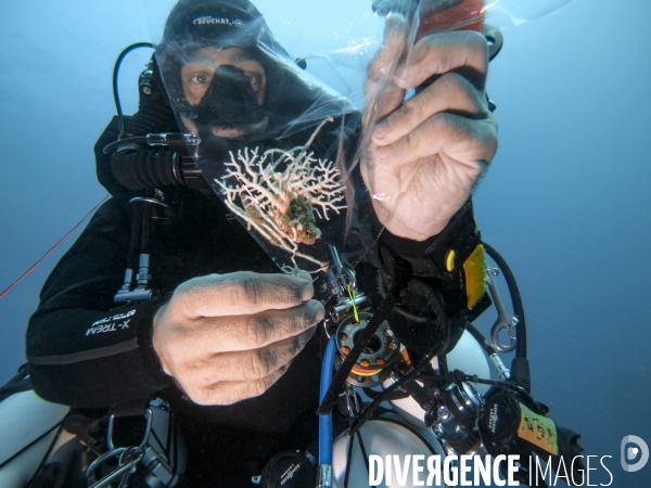 Plongeur biologiste avec un echantillon