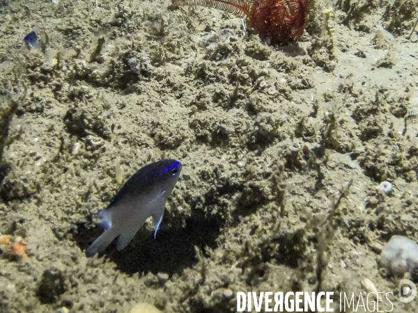 Poisson demoiselle