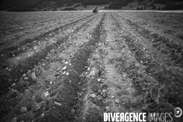 Dernier jour de récolte des patates