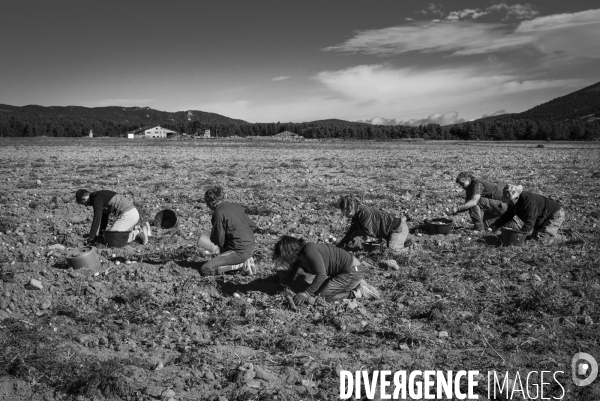 Dernier jour de récolte des patates