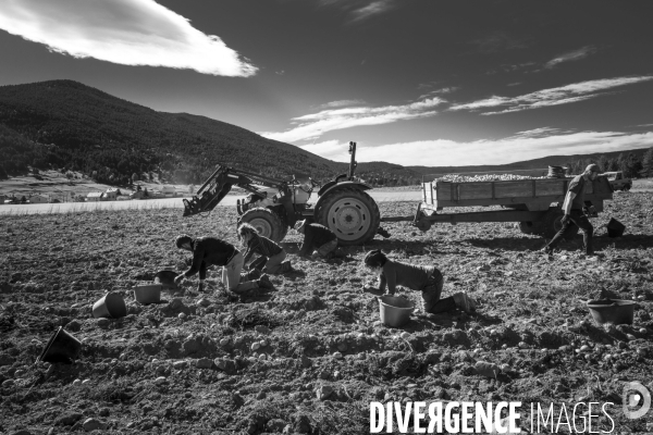 Dernier jour de récolte des patates