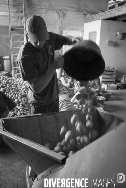 Dernier jour de récolte des patates