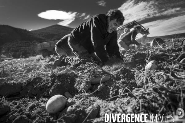 Dernier jour de récolte des patates