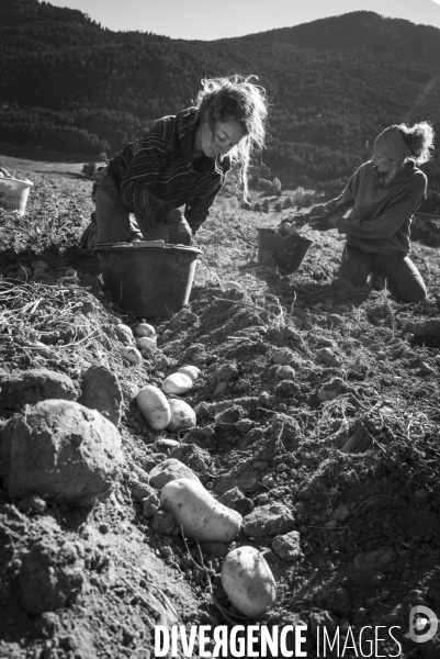 Dernier jour de récolte des patates