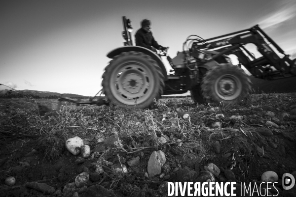 Dernier jour de récolte des patates