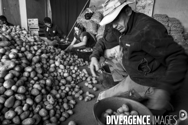 Dernier jour de récolte des patates