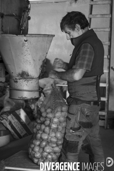 Dernier jour de récolte des patates