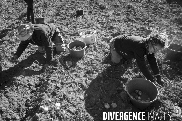 Dernier jour de récolte des patates