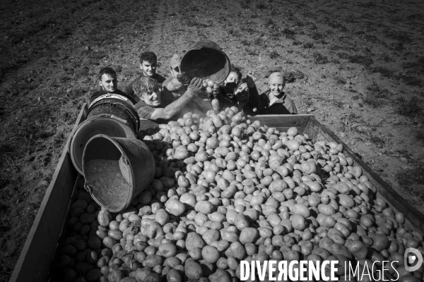 Dernier jour de récolte des patates