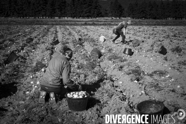 Dernier jour de récolte des patates