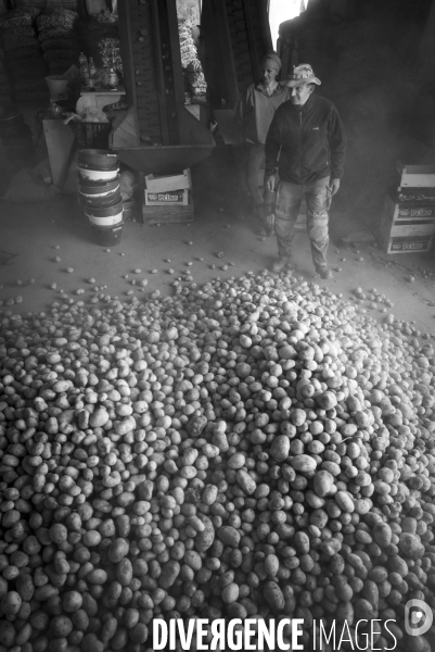 Dernier jour de récolte des patates