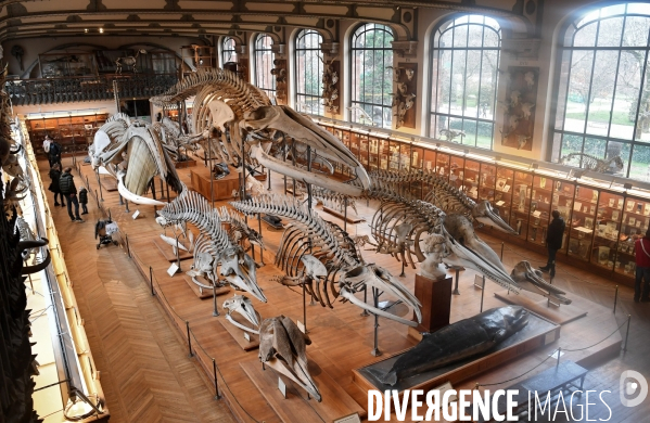 Le Museum d Histoire Naturelle de Paris