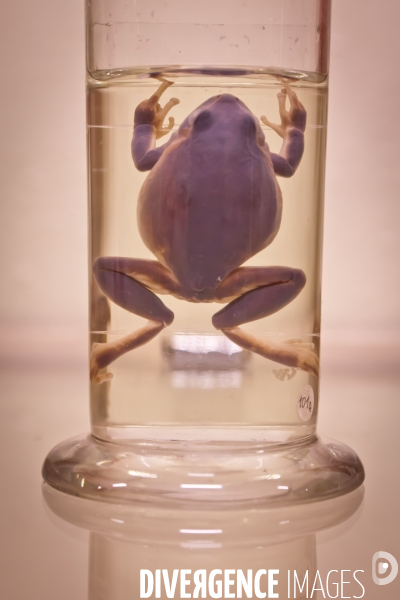 Réserves de zoologie à l université de Rennes 1