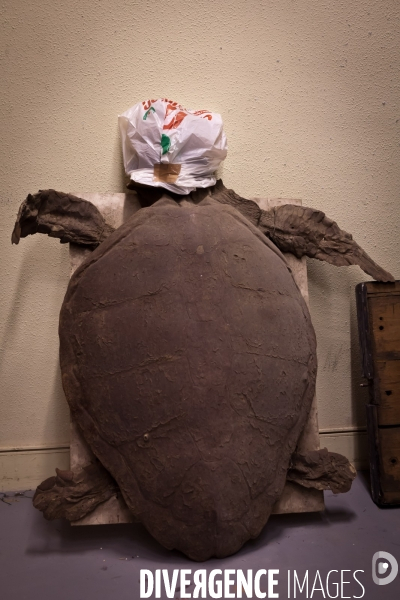 Réserves de zoologie à l université de Rennes 1