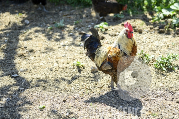 La ferme du Bec Helloin