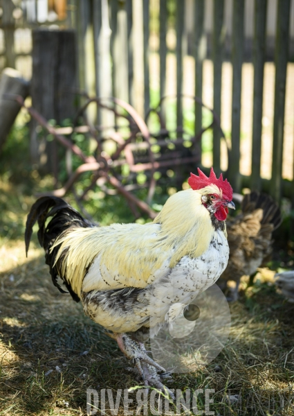 La ferme du Bec Helloin