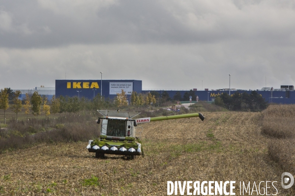 Recolte du mais sur les champs qui accueilleront la gare de gonesse.