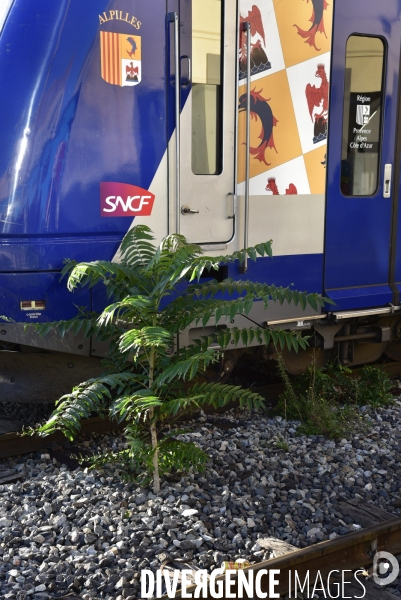 Végétation rebelle sur les voies ferrées, en gare. Vegetation in the rail system.