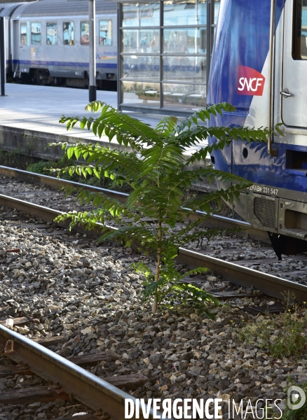 Végétation rebelle sur les voies ferrées, en gare. Vegetation in the rail system.