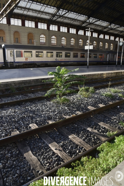 Végétation rebelle sur les voies ferrées, en gare. Vegetation in the rail system.