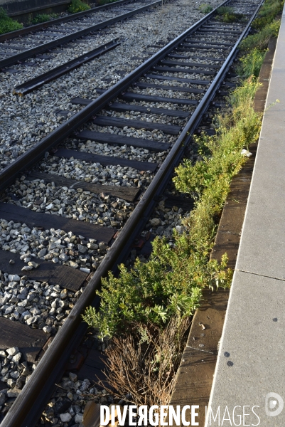 Végétation rebelle sur les voies ferrées, en gare. Vegetation in the rail system.