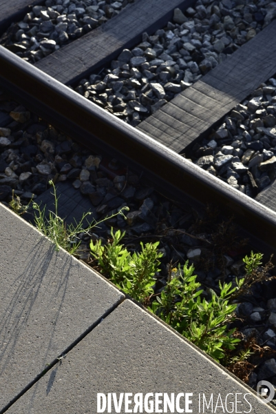 Végétation rebelle sur les voies ferrées, en gare. Vegetation in the rail system.