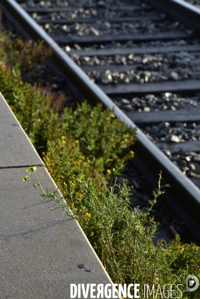 Végétation rebelle sur les voies ferrées, en gare. Vegetation in the rail system.