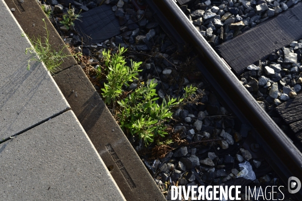 Végétation rebelle sur les voies ferrées, en gare. Vegetation in the rail system.