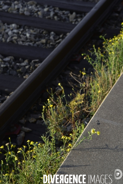 Végétation rebelle sur les voies ferrées, en gare. Vegetation in the rail system.