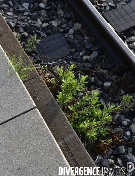 Végétation rebelle sur les voies ferrées, en gare. Vegetation in the rail system.