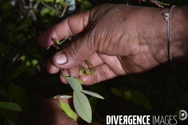 Les  Kogis,  Les gardiens de la Terre . iIs vivent dans la Sierra Nevada de Santa Marta qui représente à leurs yeux le centre du monde, la « Mère Terre »,  avec laquelle ils vivent en harmonie