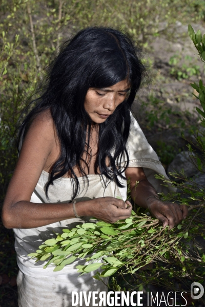 Les  Kogis,  Les gardiens de la Terre . iIs vivent dans la Sierra Nevada de Santa Marta qui représente à leurs yeux le centre du monde, la « Mère Terre »,  avec laquelle ils vivent en harmonie