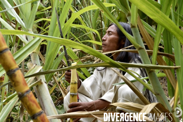 Les  Kogis,  Les gardiens de la Terre . iIs vivent dans la Sierra Nevada de Santa Marta qui représente à leurs yeux le centre du monde, la « Mère Terre »,  avec laquelle ils vivent en harmonie