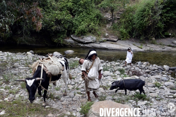 Les  Kogis,  Les gardiens de la Terre . iIs vivent dans la Sierra Nevada de Santa Marta qui représente à leurs yeux le centre du monde, la « Mère Terre »,  avec laquelle ils vivent en harmonie