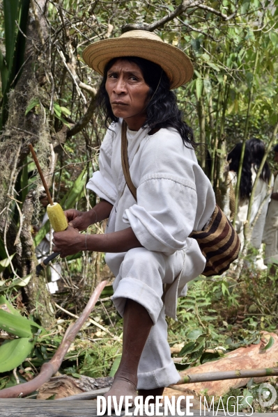 Les  Kogis,  Les gardiens de la Terre . iIs vivent dans la Sierra Nevada de Santa Marta qui représente à leurs yeux le centre du monde, la « Mère Terre »,  avec laquelle ils vivent en harmonie