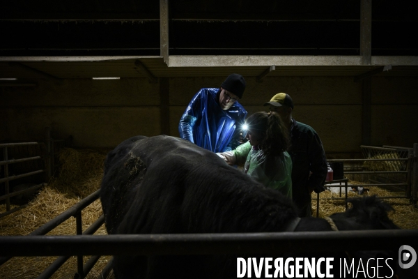 Vétérinaires ruraux: virage imminent