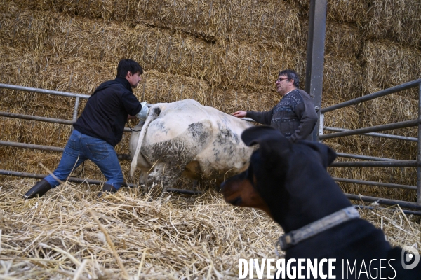 Vétérinaires ruraux: virage imminent