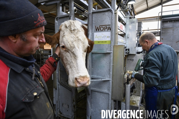 Vétérinaires ruraux: virage imminent