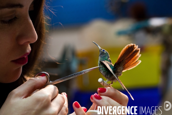 Atelier de taxidermie du Muséeum d histoire naturelle