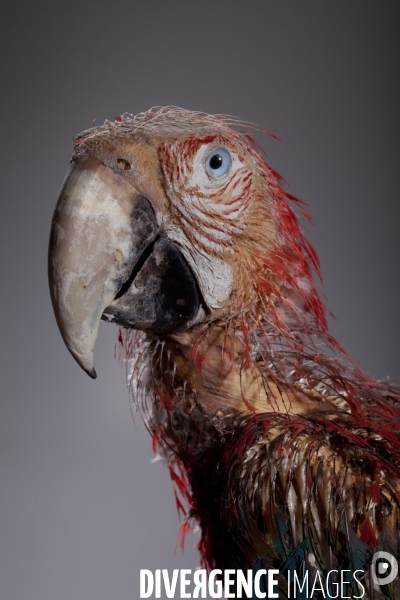 Atelier de taxidermie du Muséeum d histoire naturelle