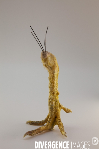 Atelier de taxidermie du Muséeum d histoire naturelle