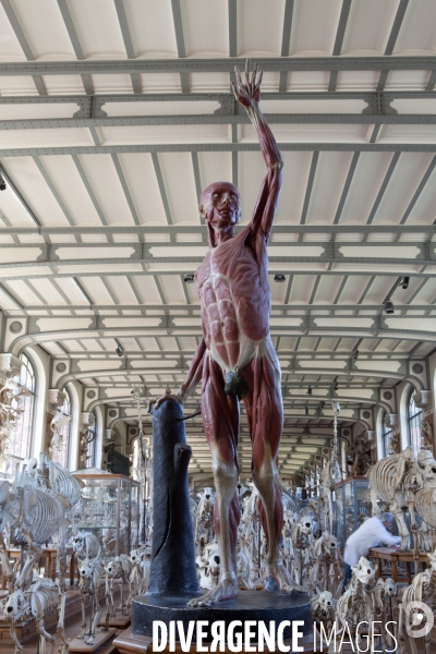 Atelier de taxidermie du Muséeum d histoire naturelle