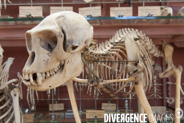 Atelier de taxidermie du Muséeum d histoire naturelle